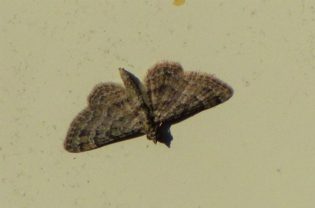 Gymnoscelis rufifasciata - Geometridae.